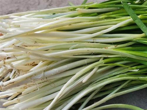 韭菜