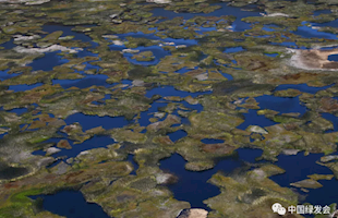 泥炭地：保护大自然最高效的碳汇 | 绿会生物多样性科普小课堂 