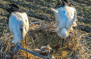  江苏高邮：出台国内首部东方白鹳保护地建设管理办法|邻里生物多样性保护 