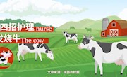 四招护理发烧牛
