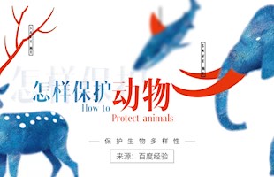 怎样保护动物