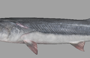 世界渔业日丨明明有很多养殖鱼，为啥有的野生鱼还是很“脆皮”？