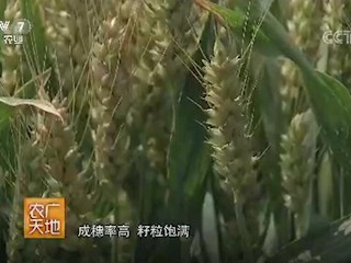 小麦立体匀播栽培技术 