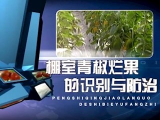 棚室青椒烂果的识别与防治