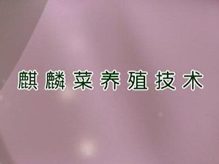 麒麟菜养殖技术