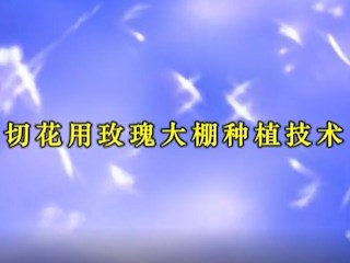 切花用玫瑰大棚种植技术