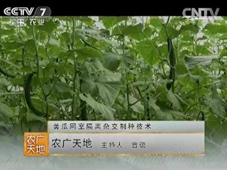 黄瓜网室隔离杂交制种