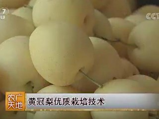 黄冠梨优质栽培技术