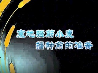 寒地强筋小麦播种前的准备