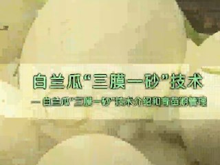 白兰瓜“三膜一砂”技术介绍和育苗期管理
