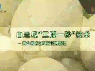 白兰瓜“三膜一砂”技术——病虫害防治和结瓜期管理