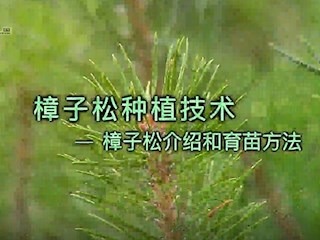 樟子松种植技术——樟子松介绍和育苗方法