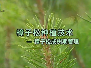 樟子松种植技术——成树期管理