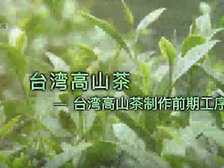 台湾高山茶制作前期工序