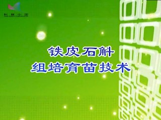 铁皮石斛组织育苗技术