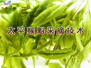 太平猴魁采摘技术