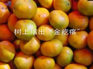 树上结出“金疙瘩”
