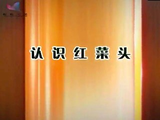 认识红菜头
