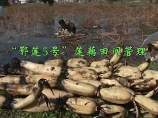“鄂莲5号”莲藕田间管理