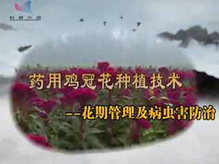药用鸡冠花种植技术--花期管理及病虫害防治
