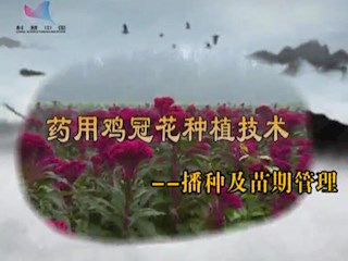 药用鸡冠花种植技术--播种及苗期管理