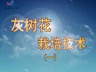 灰树花栽培技术(一)