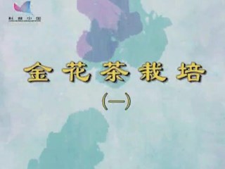 金花茶栽培(一)