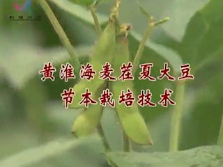 黄淮海麦茬夏大豆节本栽培技术