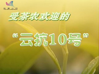 受茶农欢迎的“云抗10号”