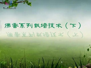 佛香系列栽培技术（下）