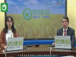 小白菜设施栽培技术