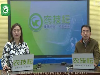 大棚西甜瓜近期管理与病虫害防治要点