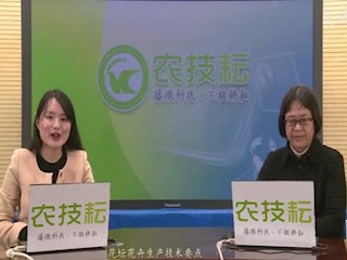 花坛花卉生产技术要点