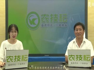 向日葵在休闲观赏农业中的应用