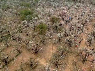 梨树液体授粉技术