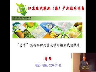 苏翠梨新品种及拱形棚架栽培技术