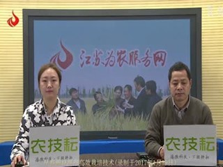 早春豌豆高产高效栽培技术