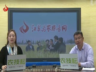 大蒜高产栽培技术