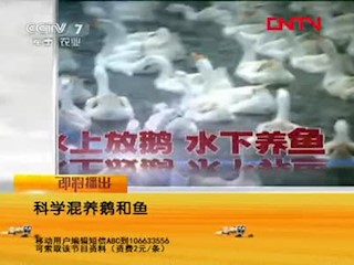 科学混养鹅和鱼