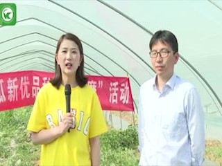 睢宁西瓜“云观摩”