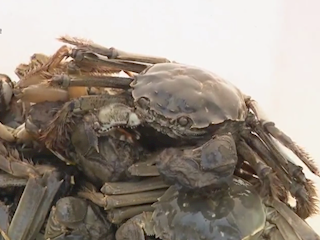  浪子回头蟹换金（3）